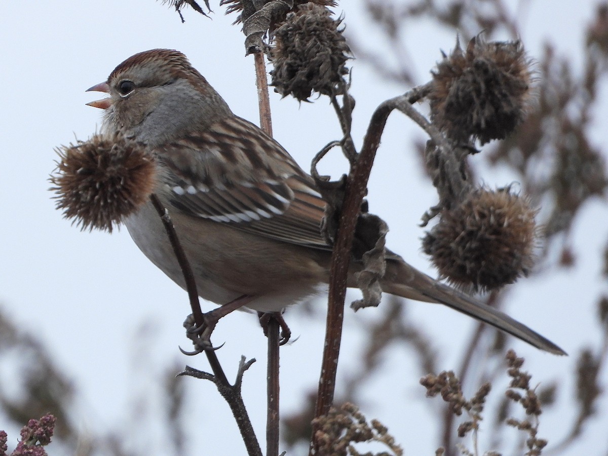 White-crowned Sparrow - ML644164488