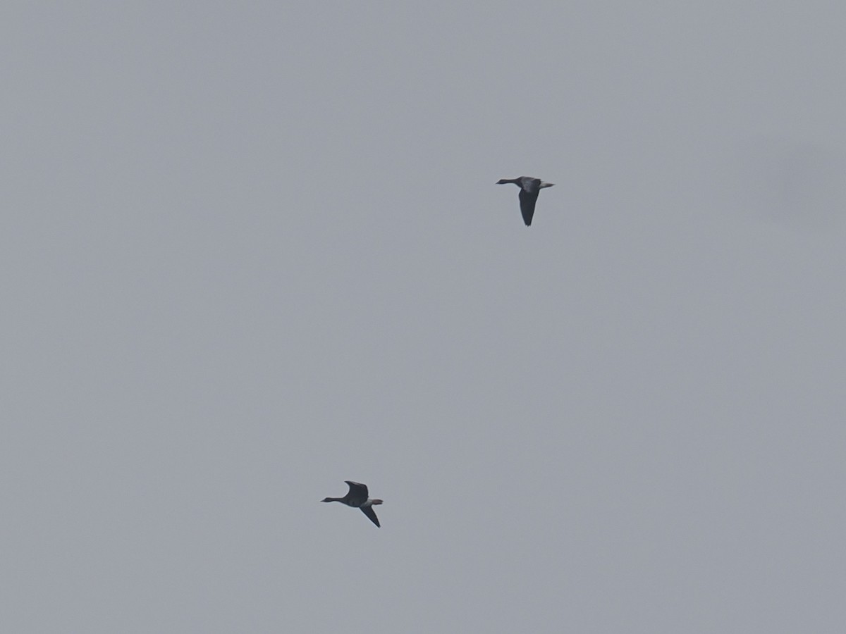 Greater White-fronted Goose - ML644164505