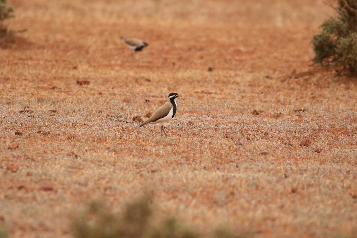 Vanneau tricolore - ML644164515