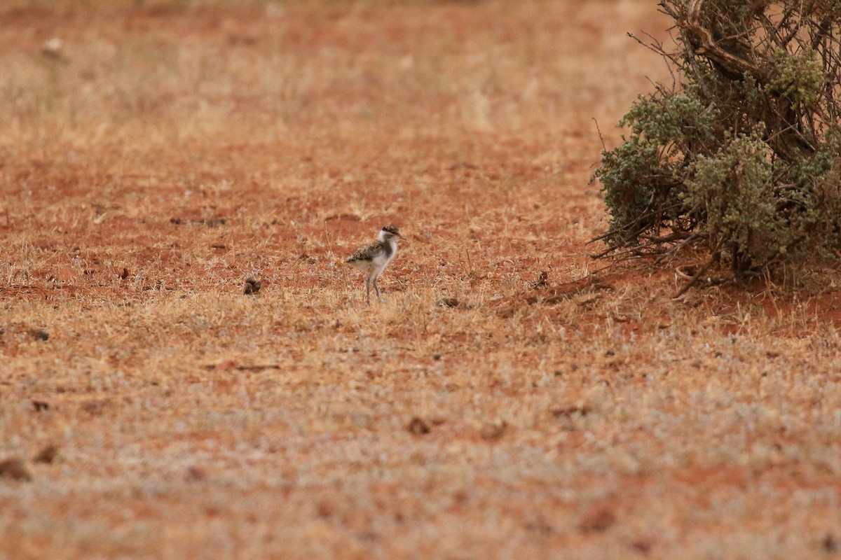Vanneau tricolore - ML644164516
