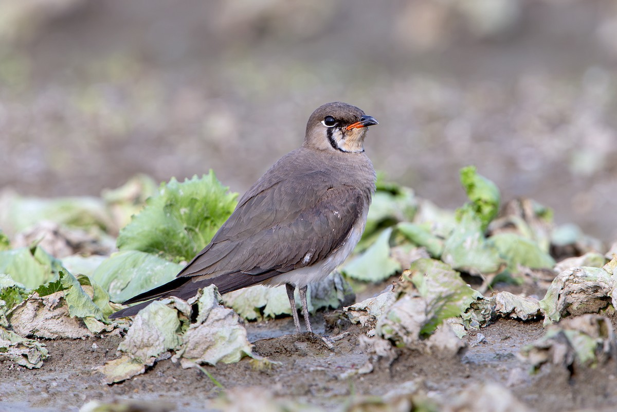 ツバメチドリ - ML644164522