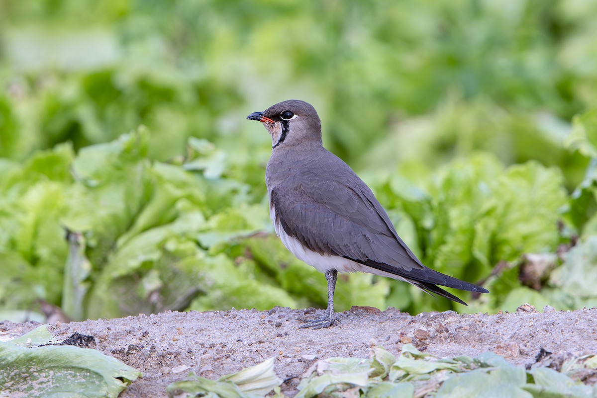 ツバメチドリ - ML644164523