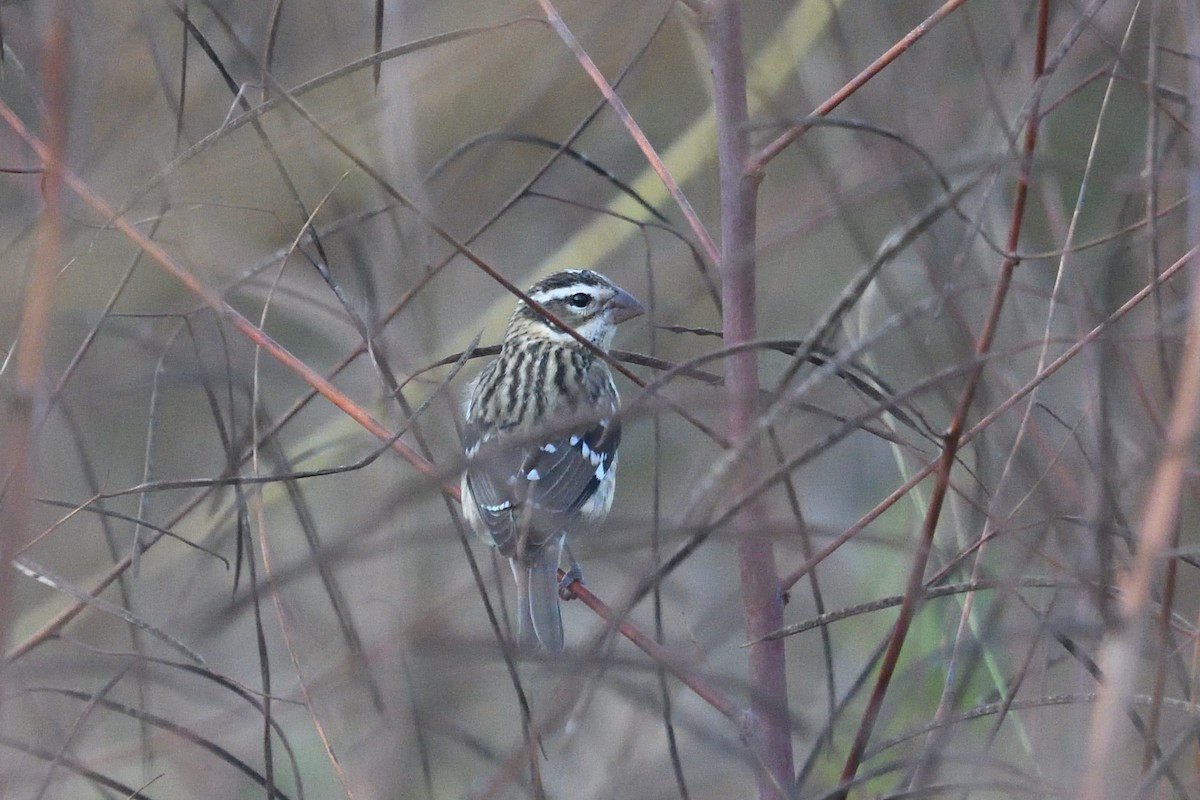 Rose-breasted Grosbeak - ML644164532