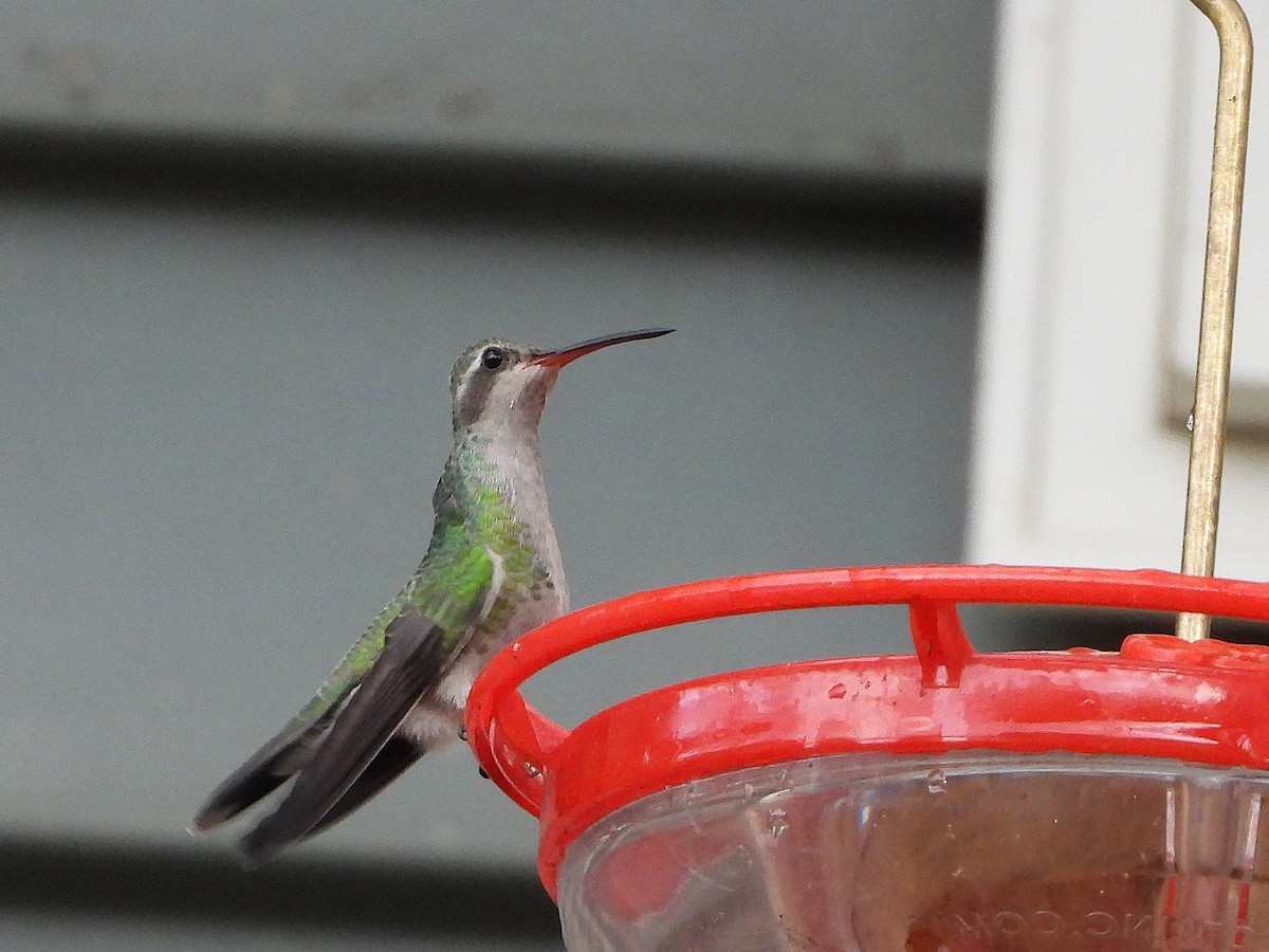Broad-billed Hummingbird - ML644164536
