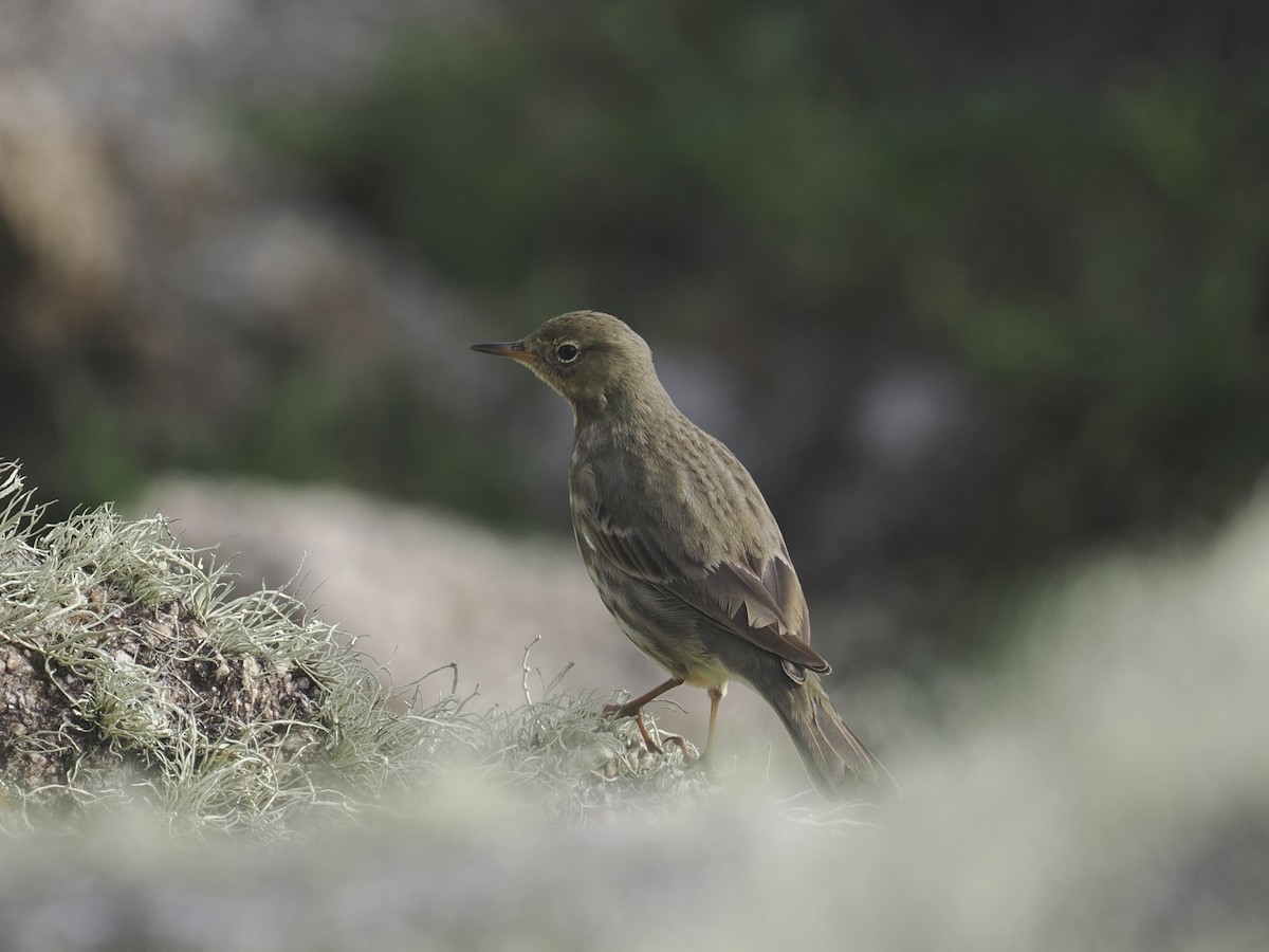 Rock Pipit - ML644164550
