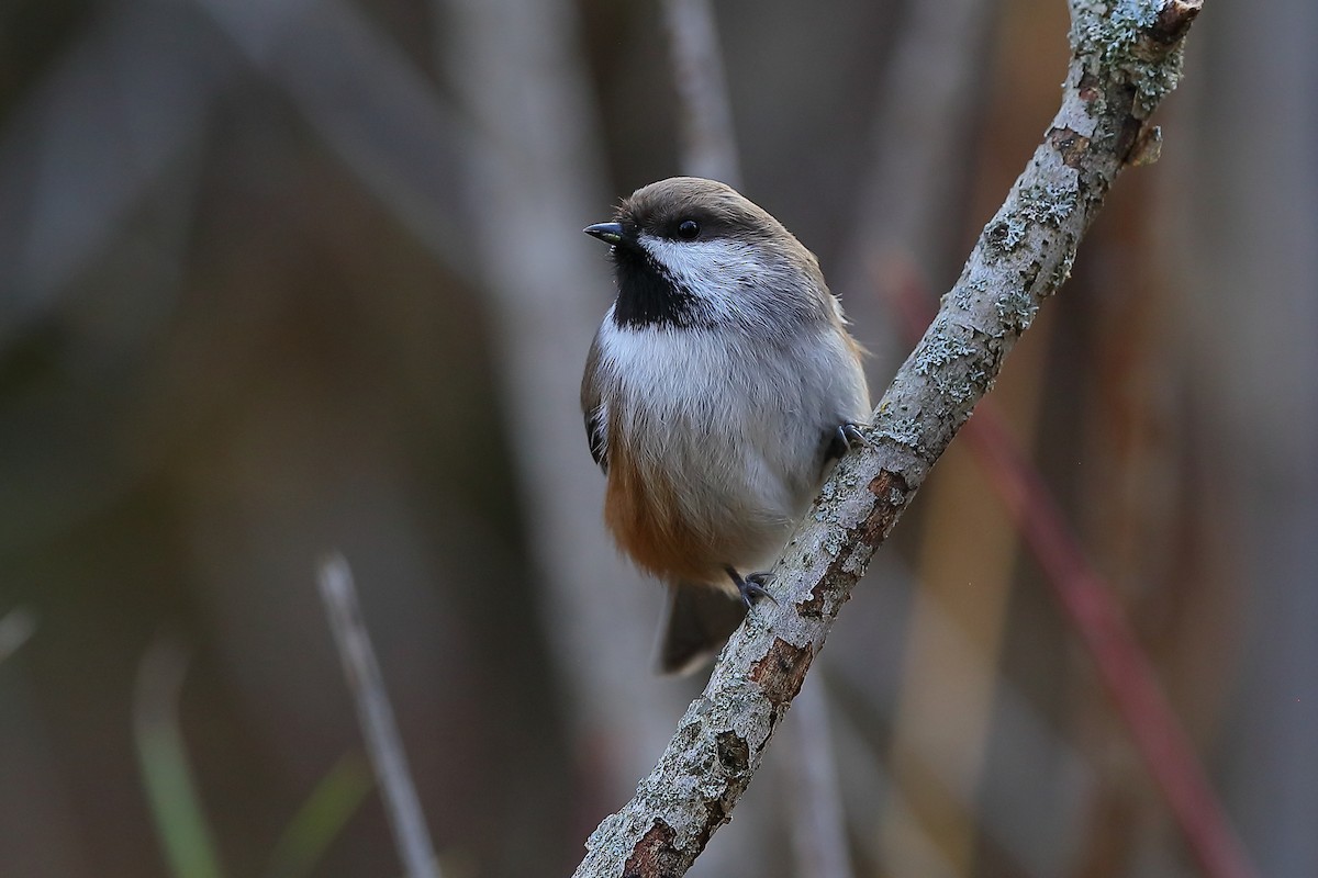 Boreal Chickadee - ML644164556