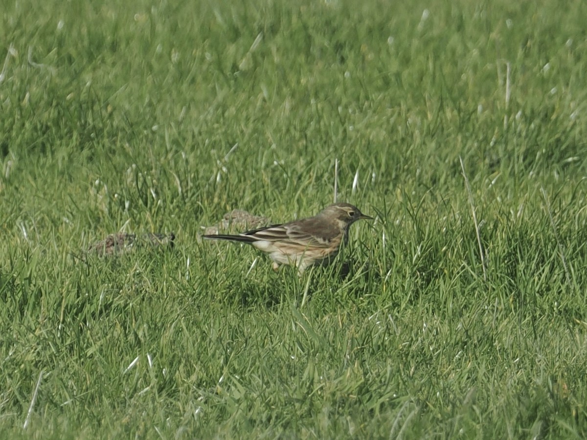 American Pipit - ML644164572