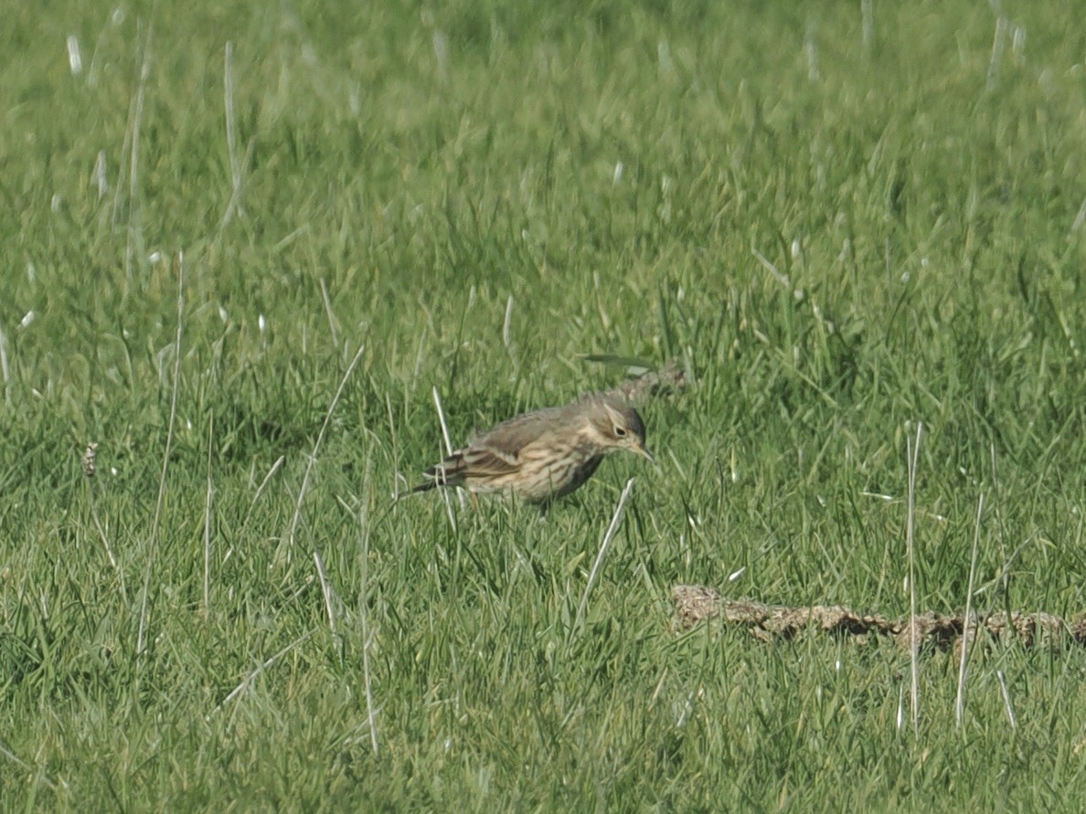 American Pipit - ML644164573