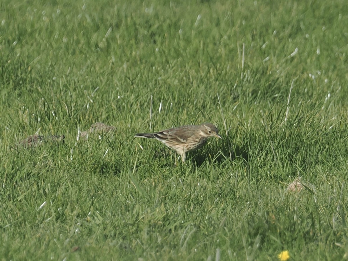American Pipit - ML644164574