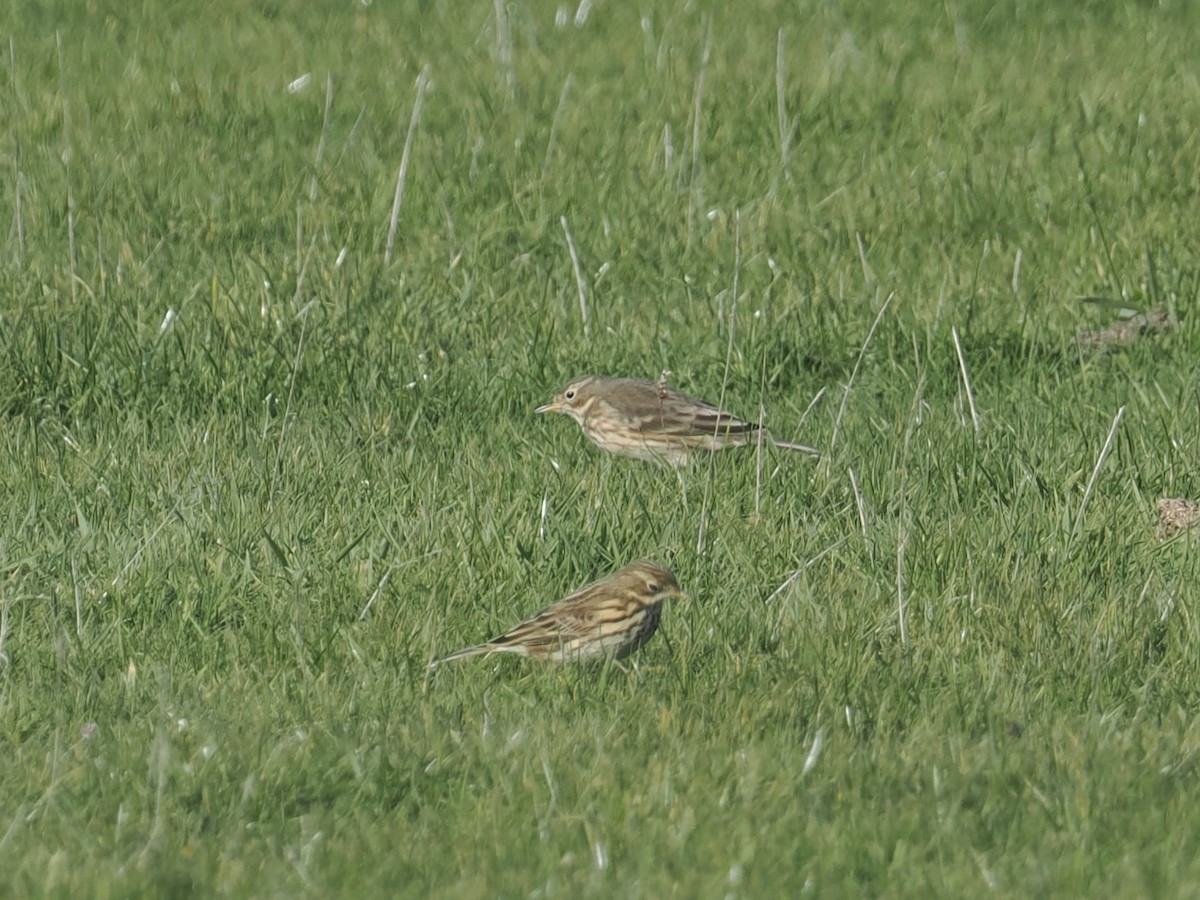 American Pipit - ML644164575