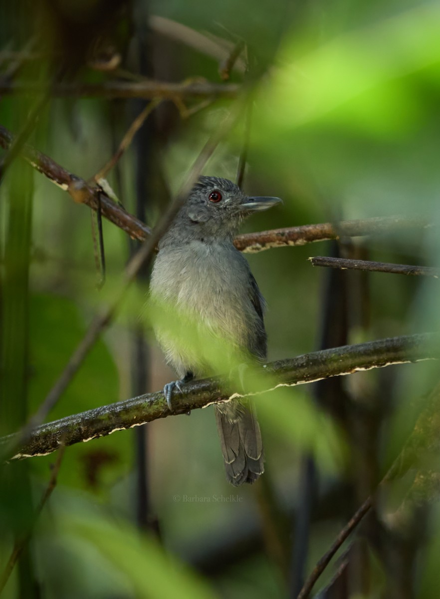 Batara à ailes unies - ML644164579