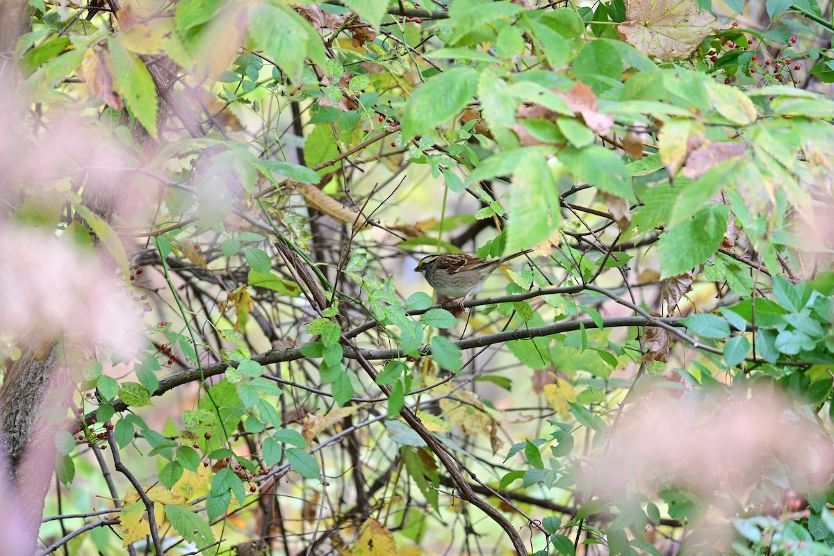 strnadec bělohrdlý - ML644164593