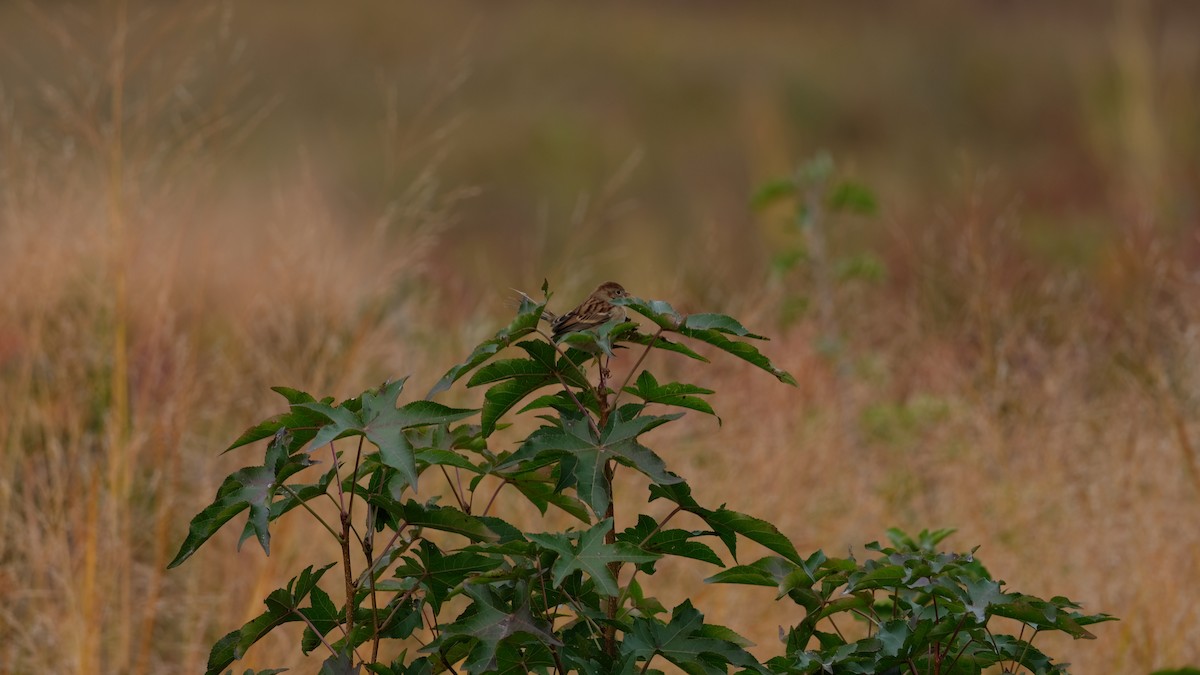Field Sparrow - ML644164594