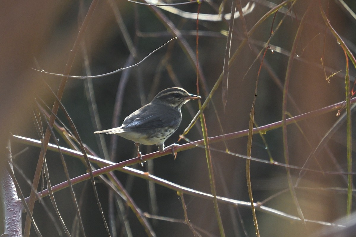 Northern Waterthrush - ML644164596