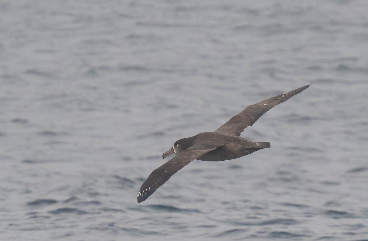 Black-footed Albatross - ML644164600