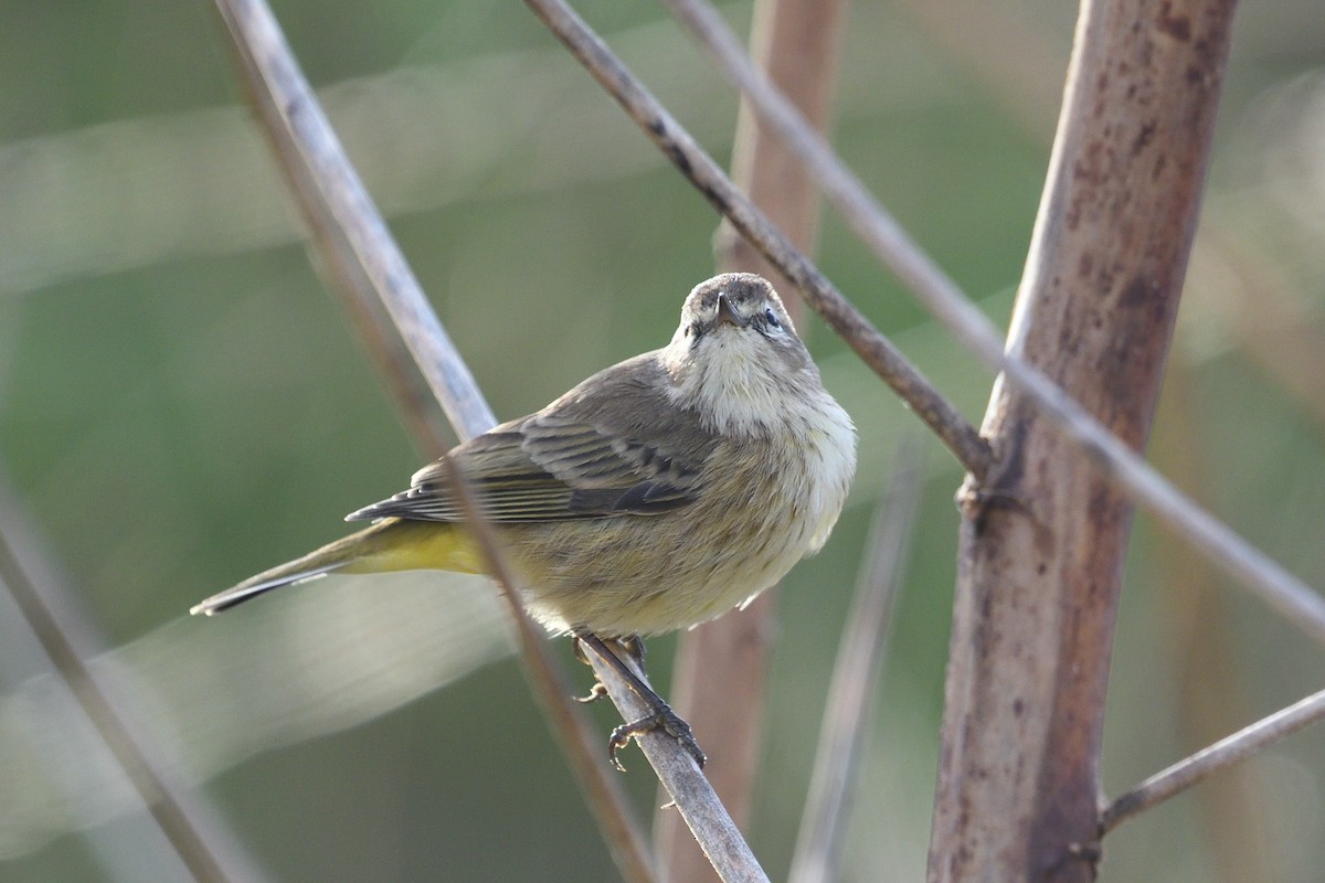 Palm Warbler - ML644164607