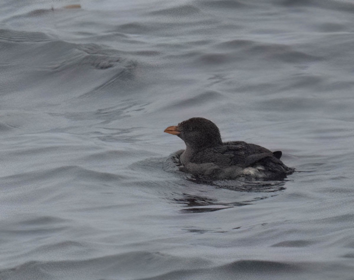 Macareux rhinocéros - ML644164617