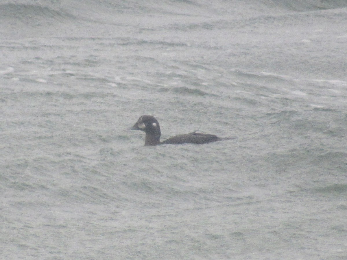 Harlequin Duck - ML644164620