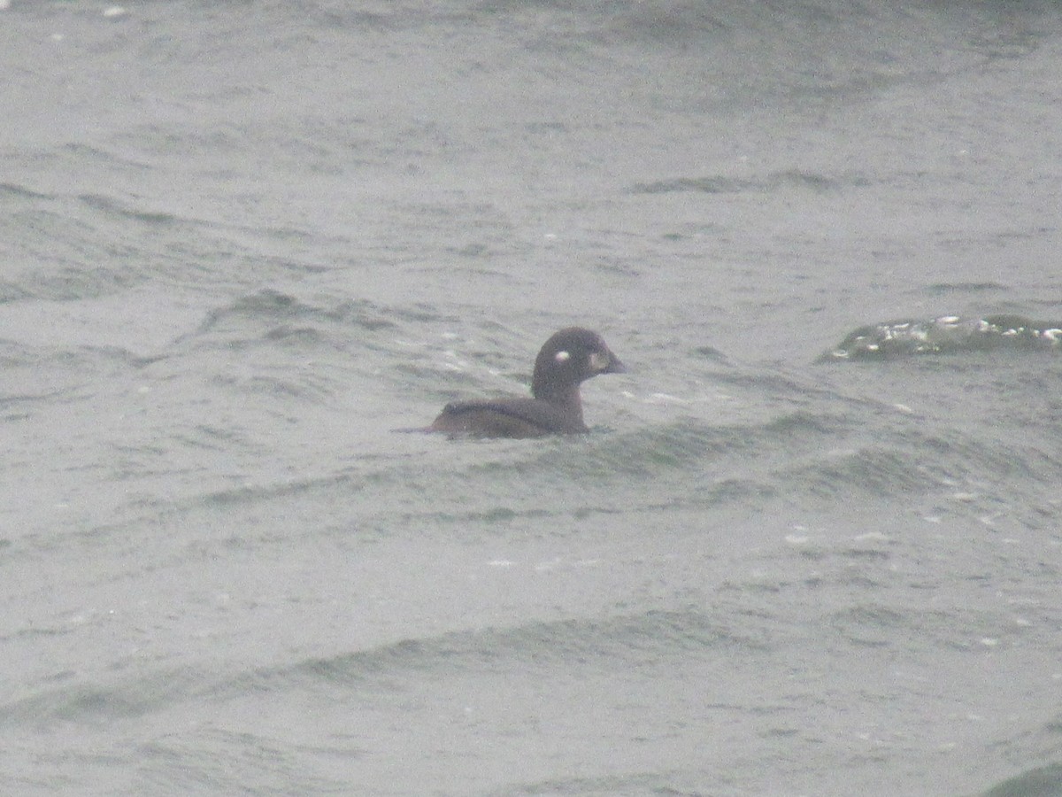 Harlequin Duck - ML644164621