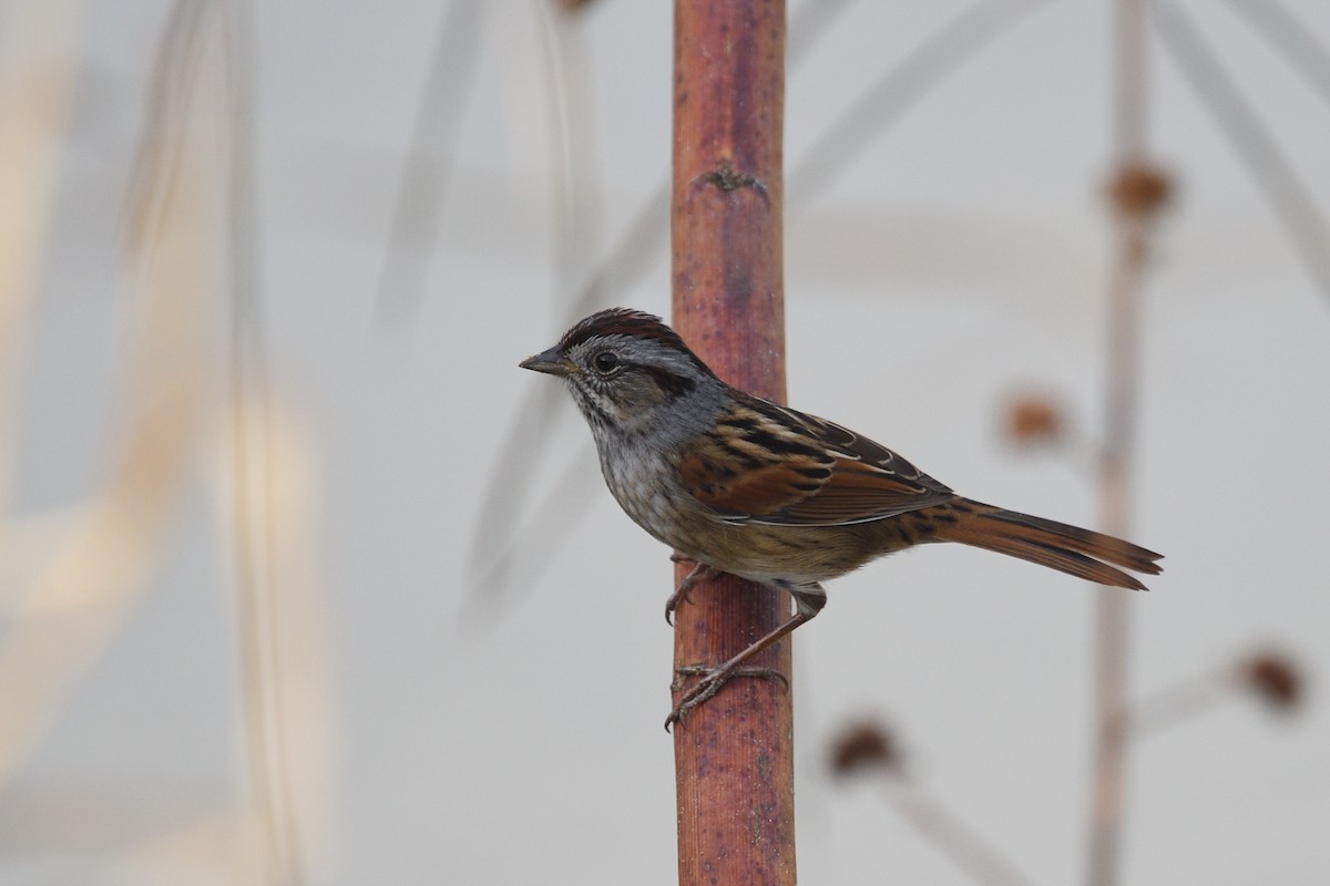 Swamp Sparrow - ML644164622