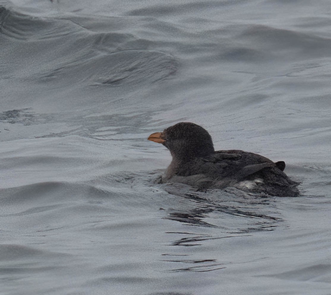 Macareux rhinocéros - ML644164625