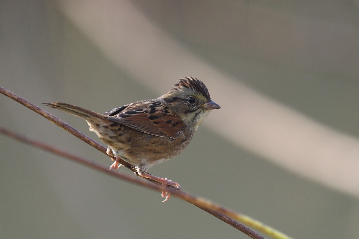 Swamp Sparrow - ML644164627