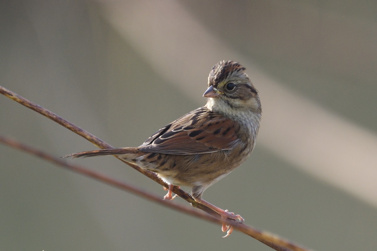 Swamp Sparrow - ML644164633