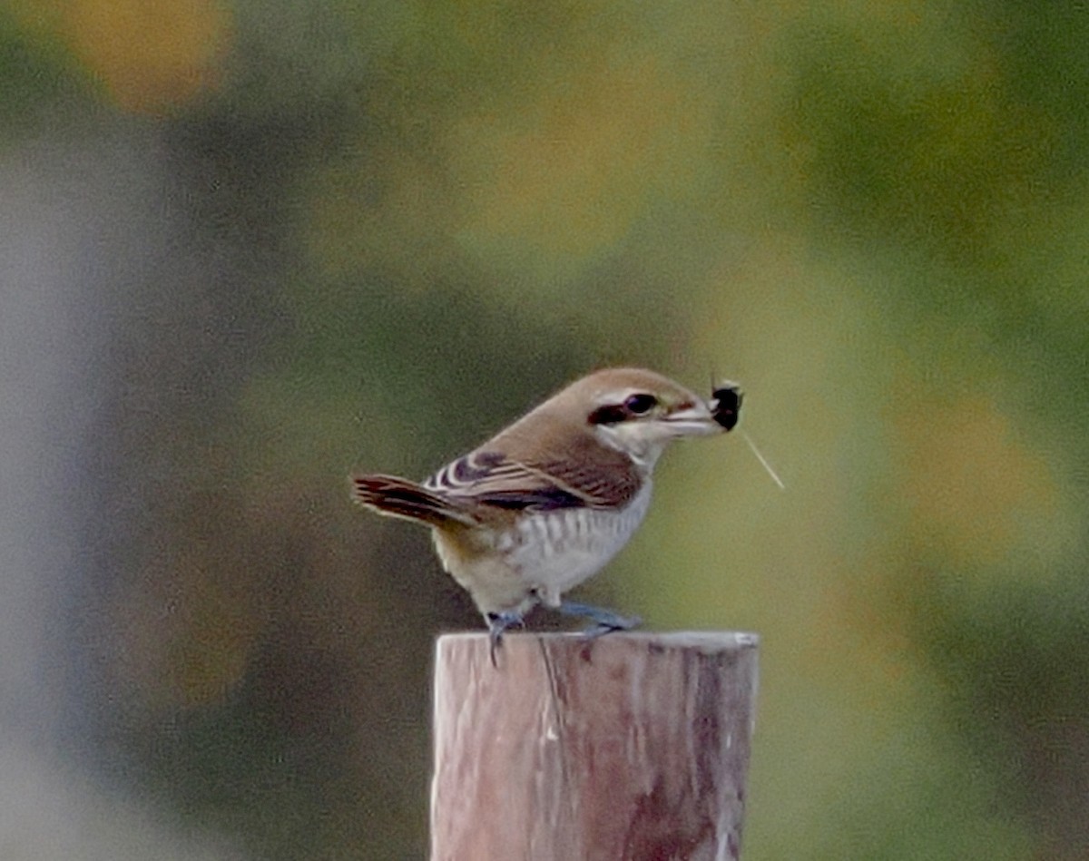 Brown Shrike - ML644164635