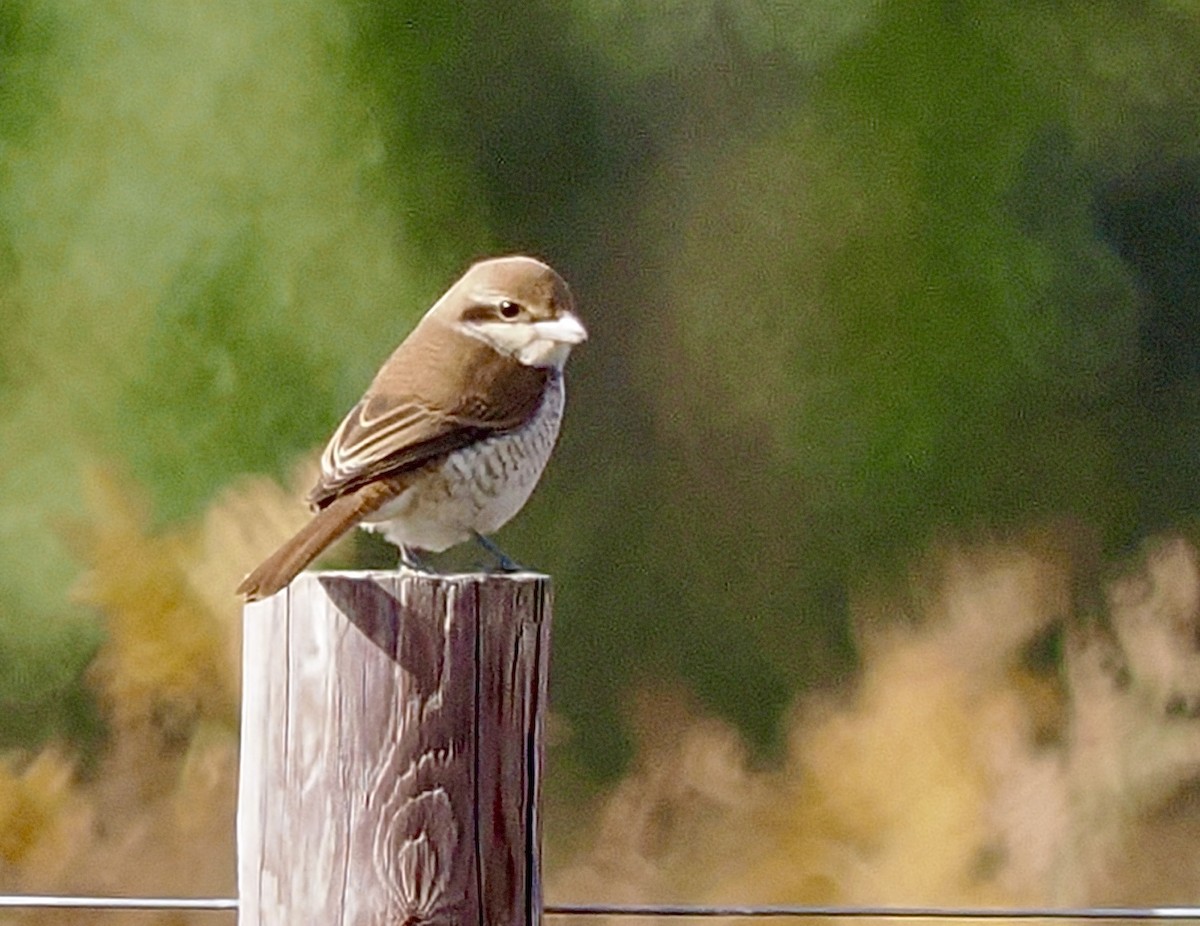 Brown Shrike - ML644164636