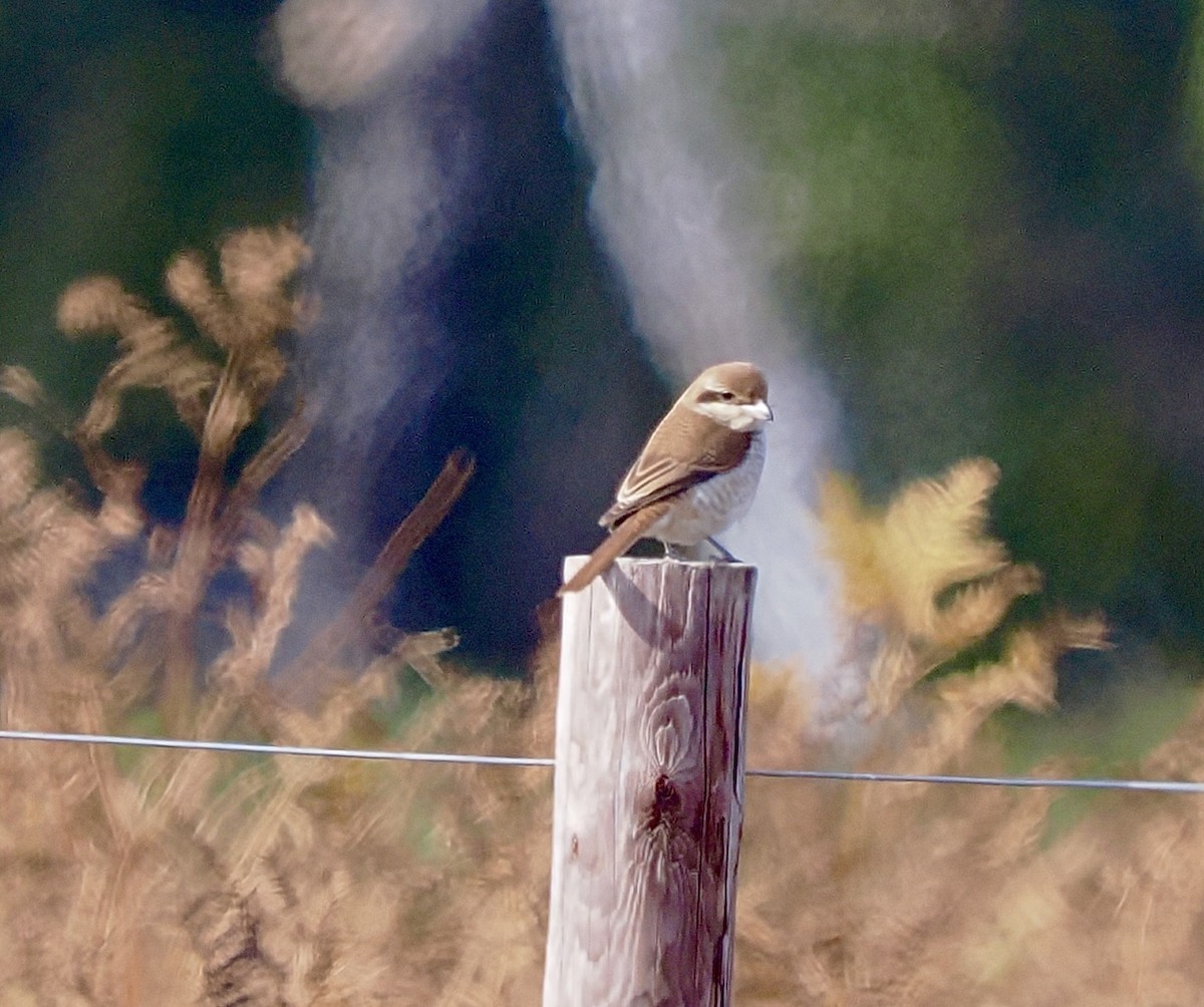 Brown Shrike - ML644164637