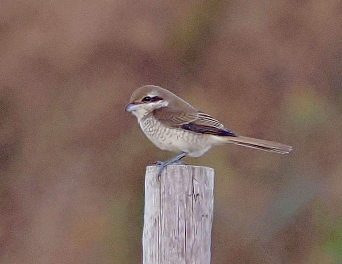 Brown Shrike - ML644164639