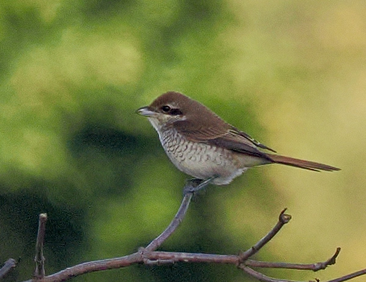 Brown Shrike - ML644164640