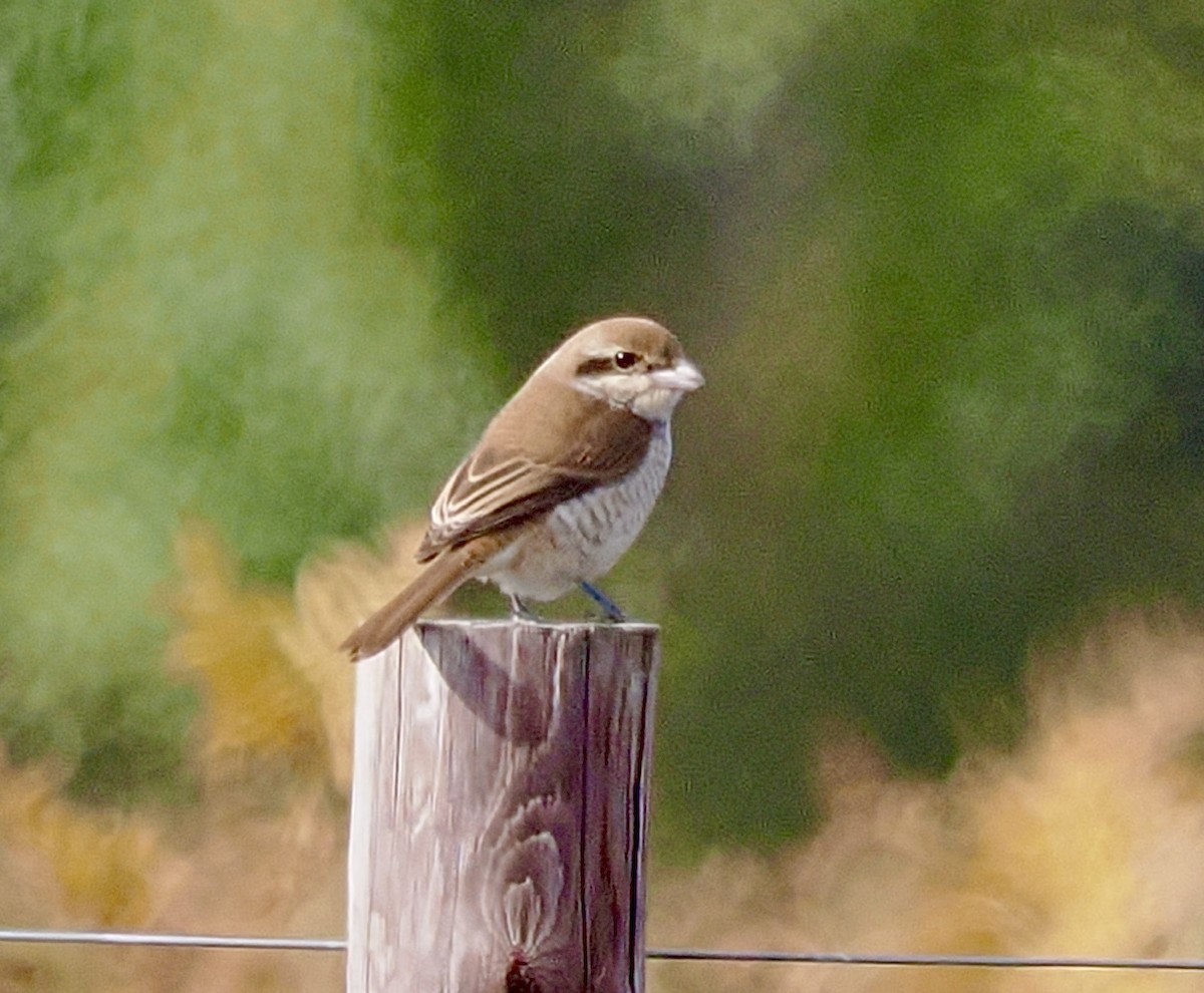 Brown Shrike - ML644164641