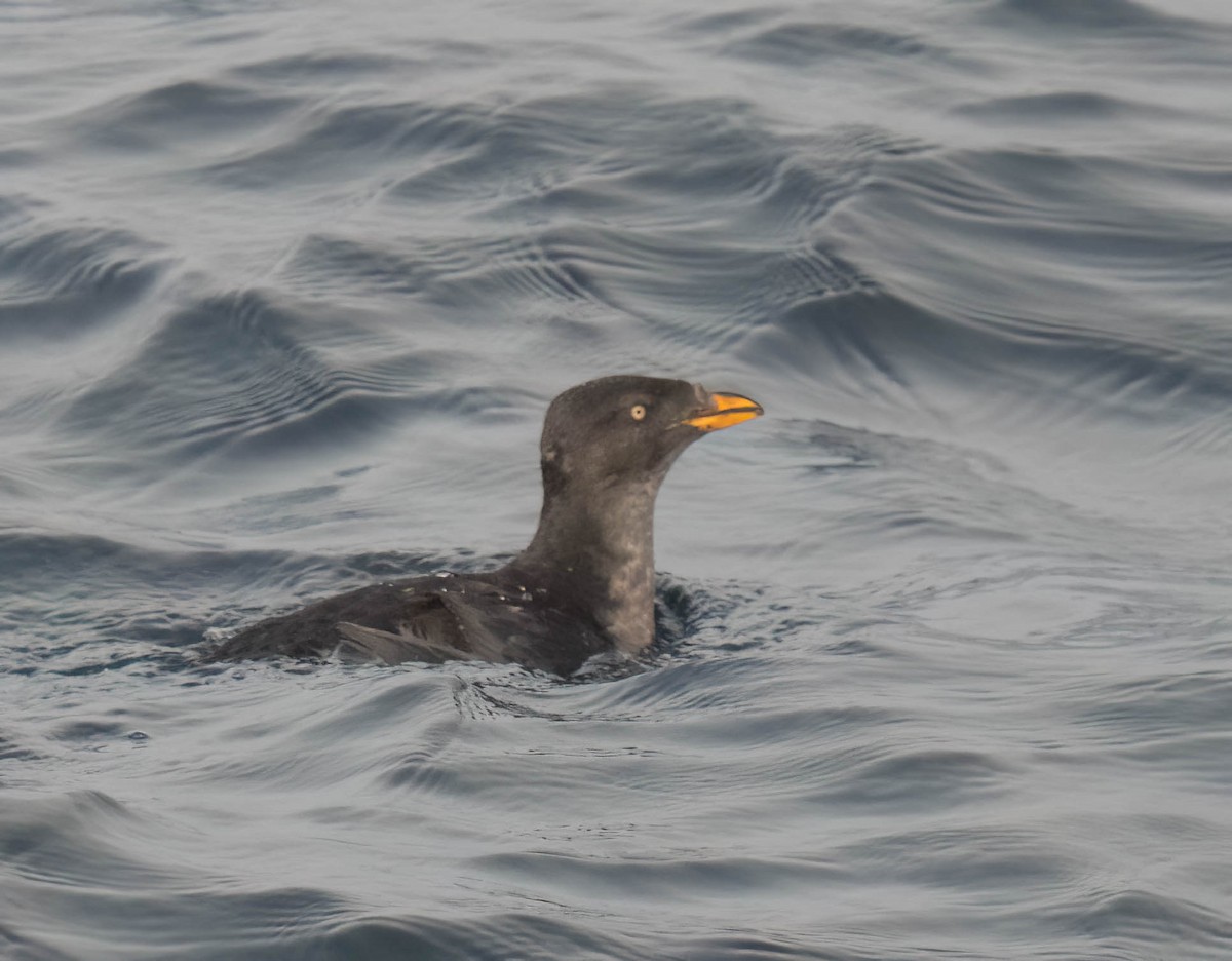 Macareux rhinocéros - ML644164656