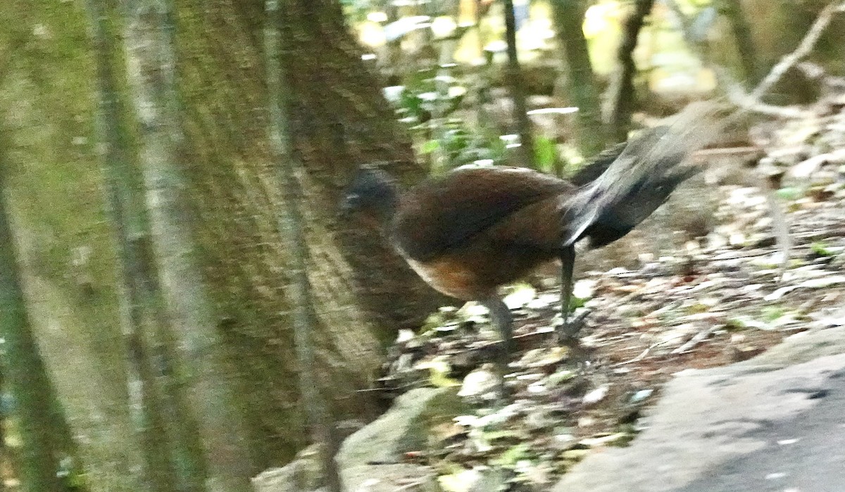 Albert's Lyrebird - ML644164662