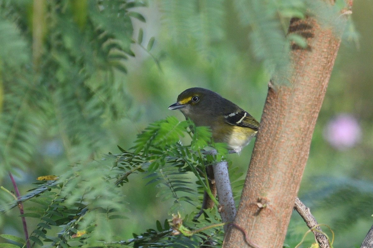 White-eyed Vireo - ML644164665