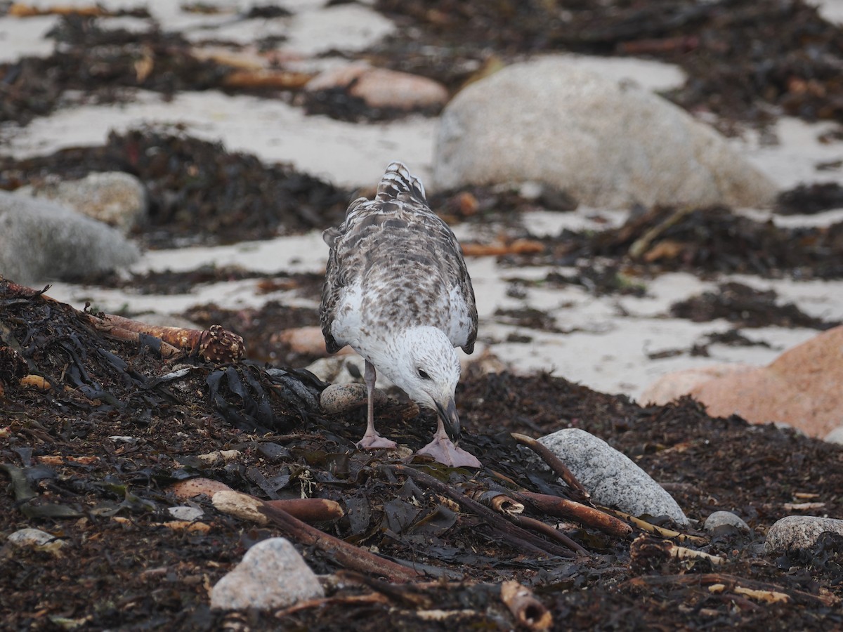 Great Black-backed Gull - ML644164666