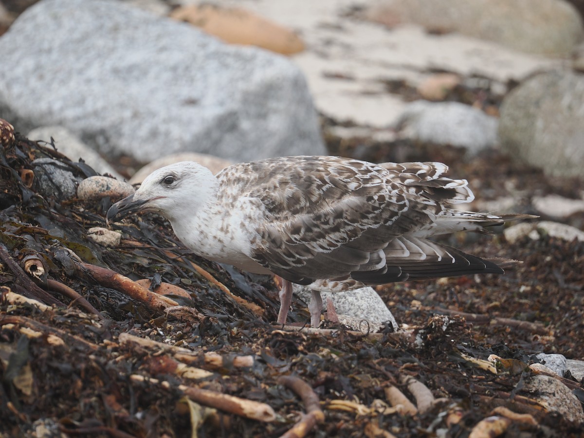 Great Black-backed Gull - ML644164668