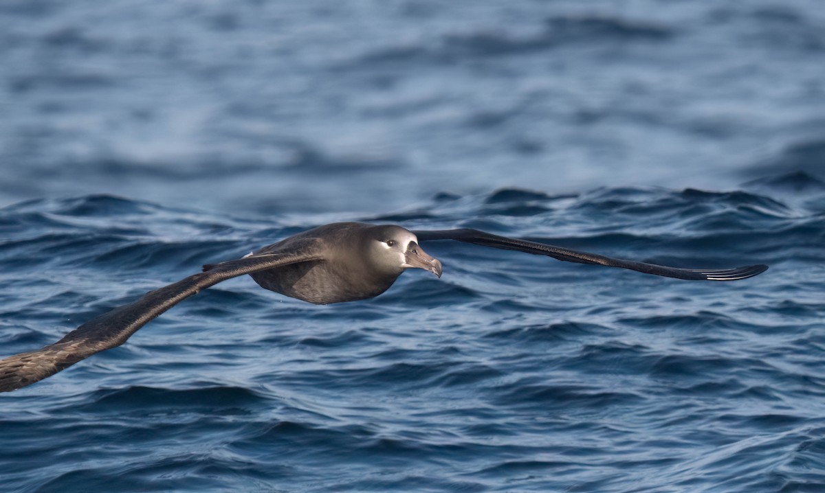 Black-footed Albatross - ML644164688