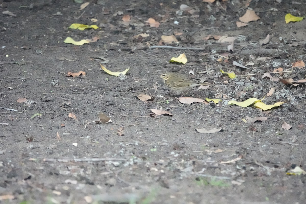 ビンズイ - ML644164703