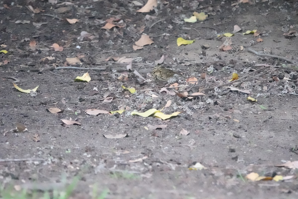 ビンズイ - ML644164704