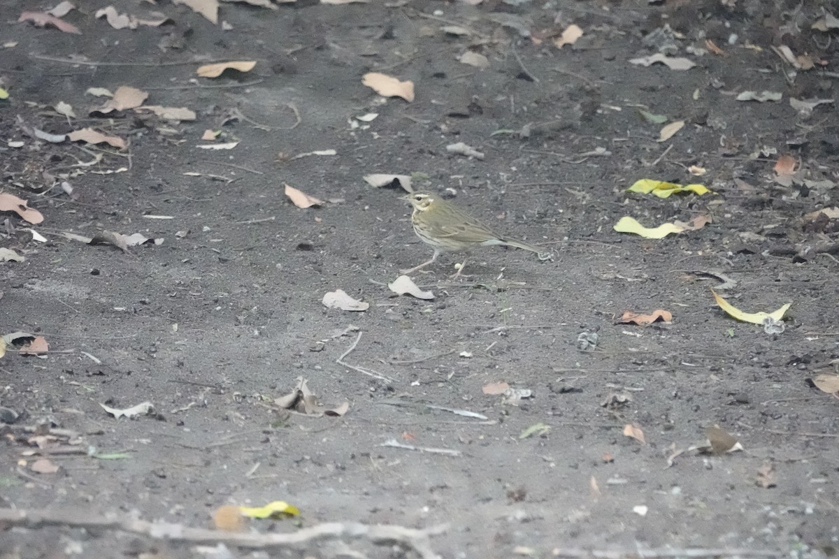 ビンズイ - ML644164705