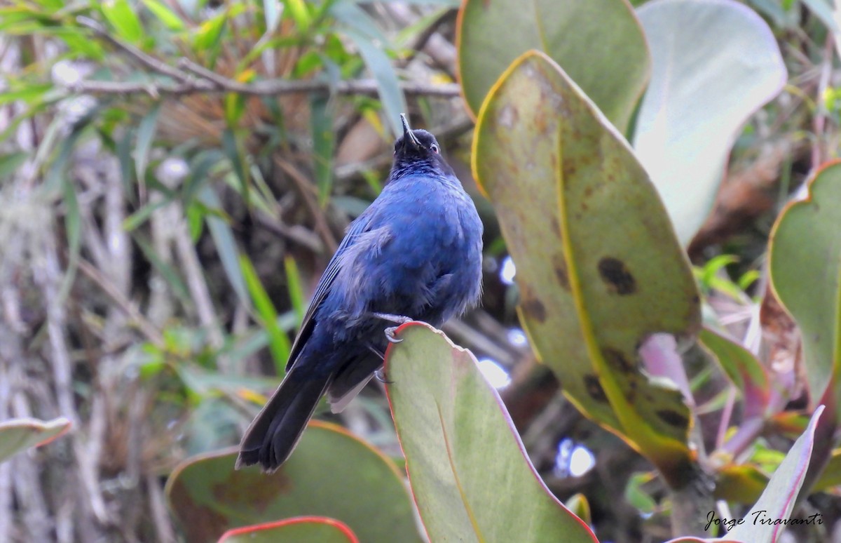 Masked Flowerpiercer - ML644164707