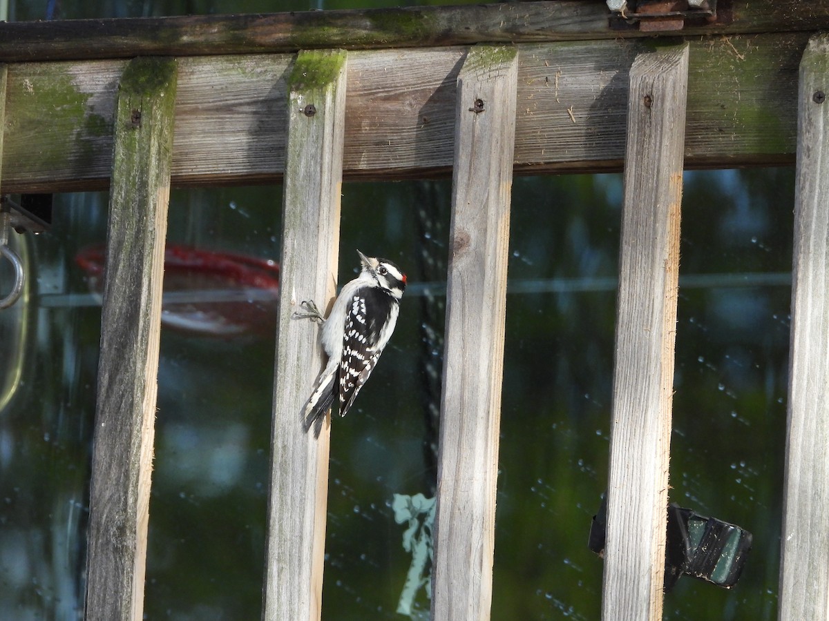 Downy Woodpecker - ML644164708
