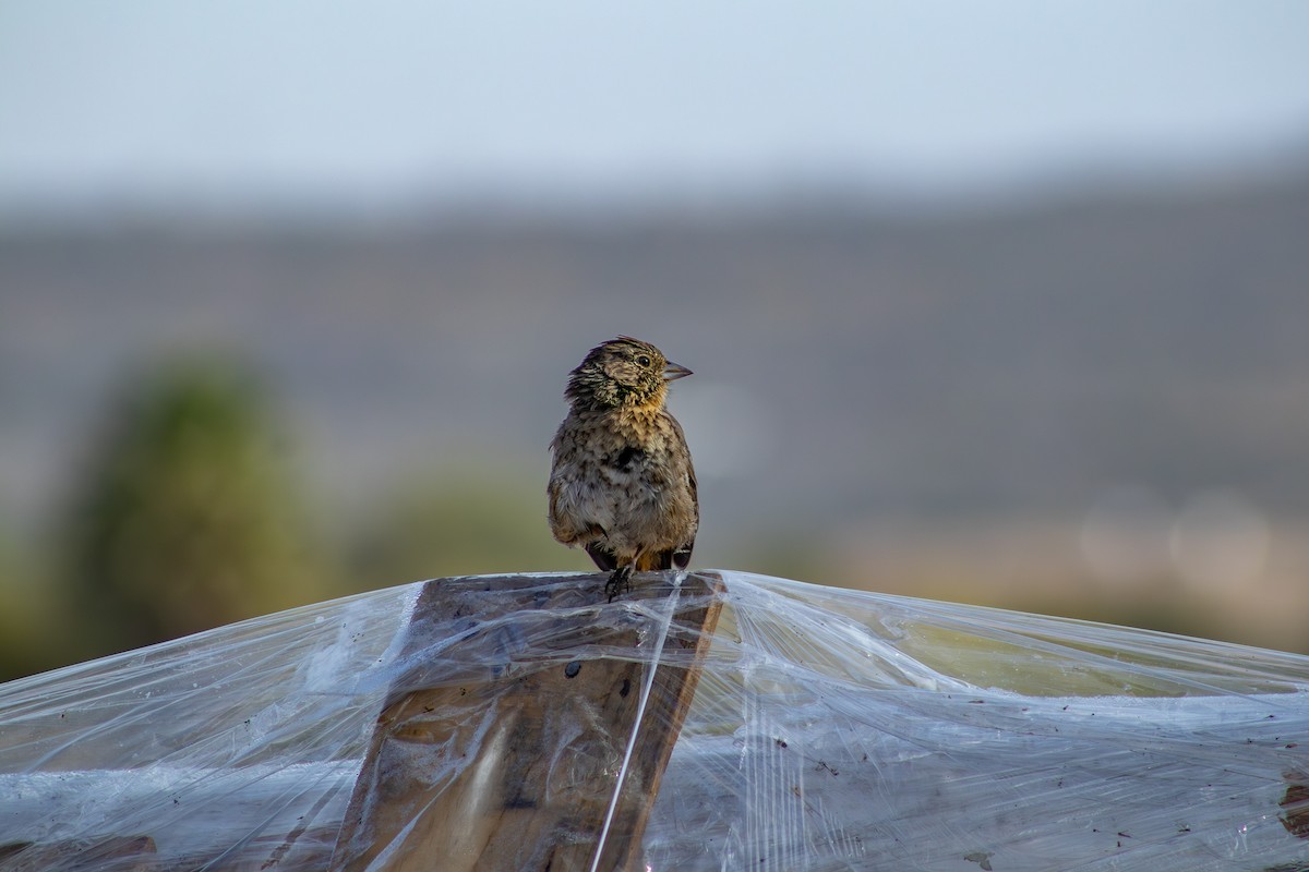Canyon Towhee - ML644164710