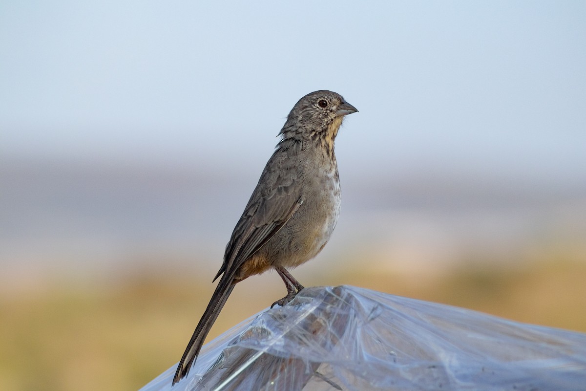 Canyon Towhee - ML644164711