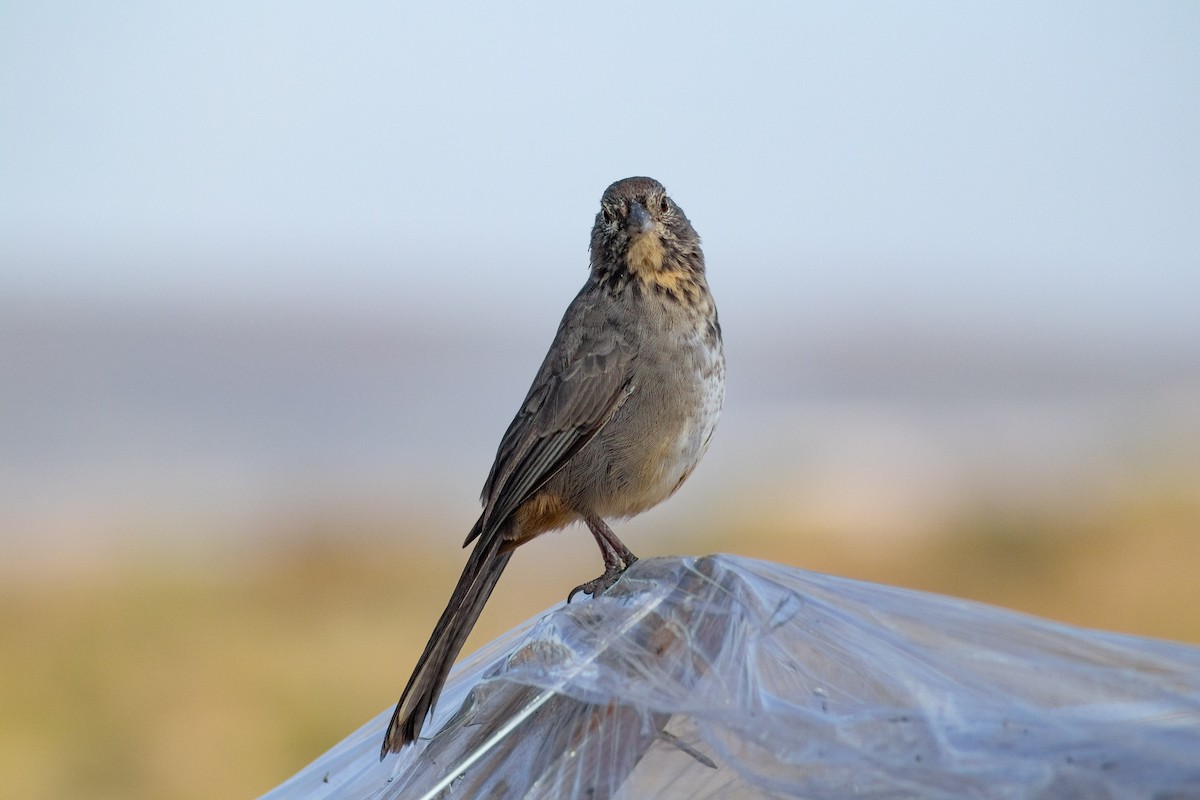 Canyon Towhee - ML644164712