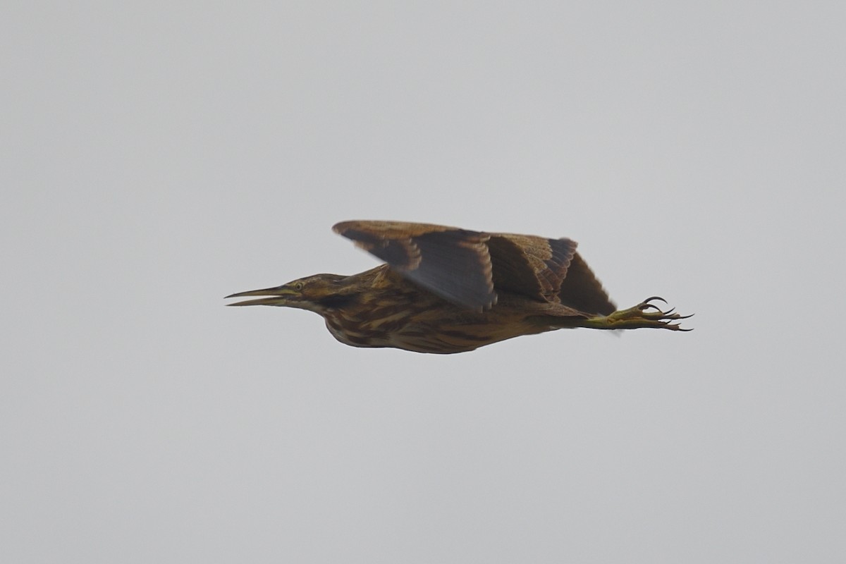 American Bittern - ML644164739