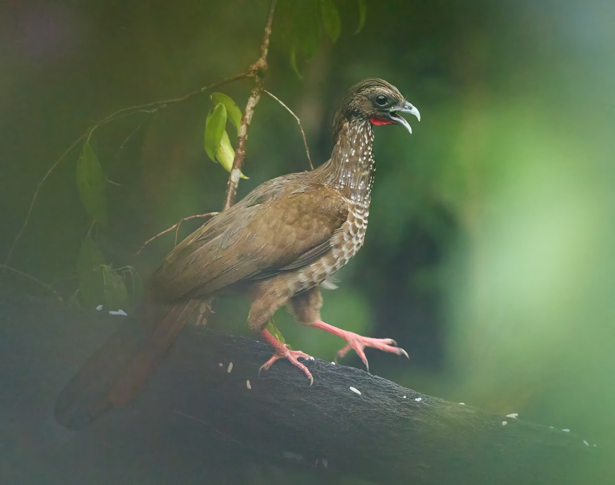 Speckled Chachalaca - ML644164743