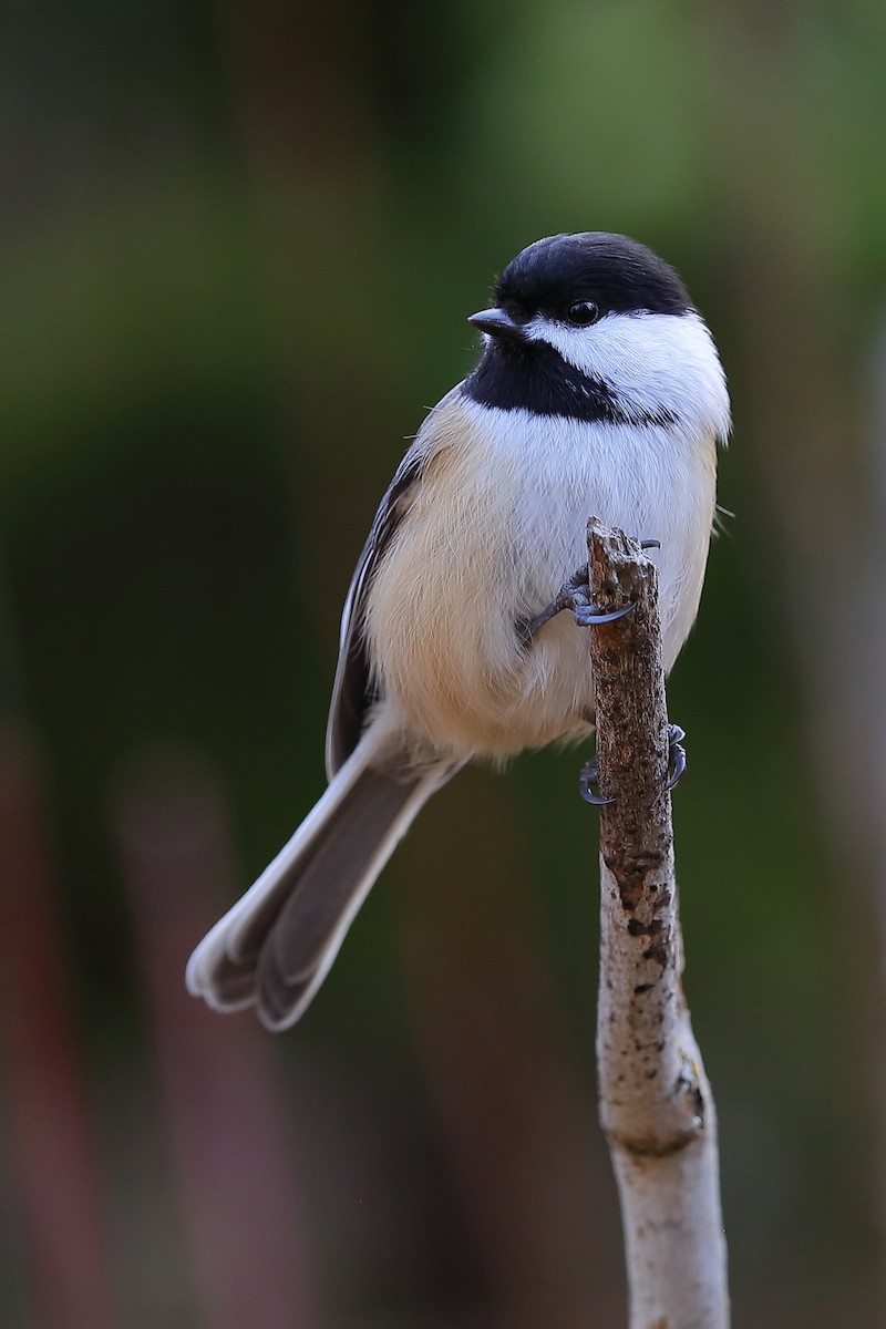 Black-capped Chickadee - ML644164745